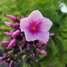 Phlox paniculata Bright Eyes / Høstfloks