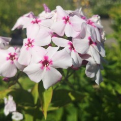 Phlox paniculata Flame White Eye / Høstfloks