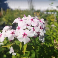 Phlox paniculata Flame White Eye / Høstfloks