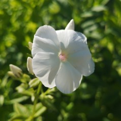 Phlox paniculata Adessa White / Høstfloks