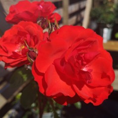 Rose Allotria - Buketrose