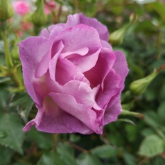 Rose Blue for You / Buketrose