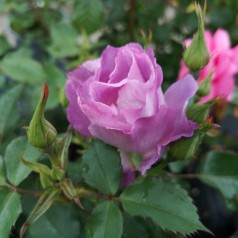 Rose Blue for You / Buketrose