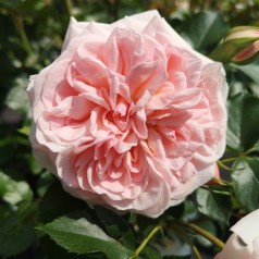 Rose Dronning Margrethe / Palace Rose - Barrods