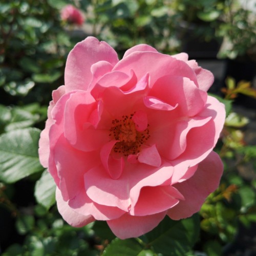 Rose Egeskov - Slotsrose