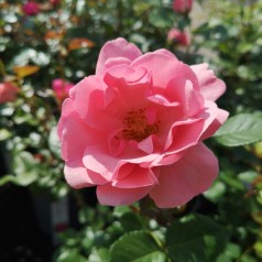 Rose Egeskov - Slotsrose