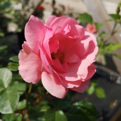 Rose Egeskov - Slotsrose