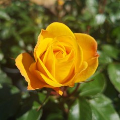 Rose Goldmarie / Buketrose