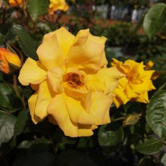 Rose Goldmarie / Buketrose