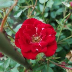 Rose Intense Cover - Bunddække rose Towne- og Country