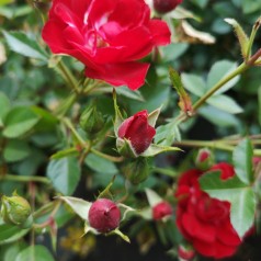 Rose Intense Cover - Bunddække rose Towne- og Country