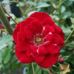 Rose Intense Cover - Bunddække rose Towne- og Country