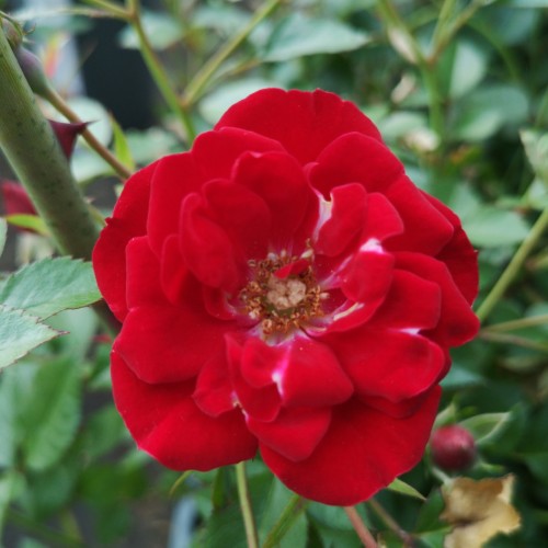 Rose Intense Cover - Bunddække rose Towne- og Country