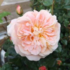 Rose Kalmar - Slotsrose