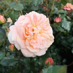 Rose Kalmar - Slotsrose