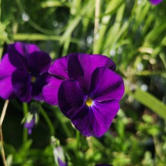 Viola cornuta Martin / Hornviol