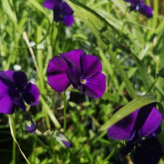 Viola cornuta Martin / Hornviol