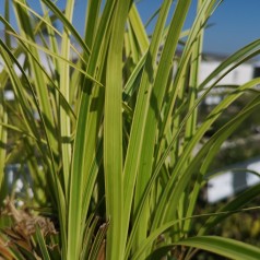 Carex morrowii Vanilla Ice / Japansk Star