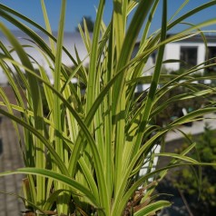 Carex morrowii Vanilla Ice / Japansk Star