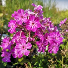 Phlox paniculata Early Purple Eye / Høstfloks