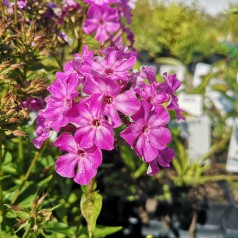 Phlox paniculata Early Purple Eye / Høstfloks