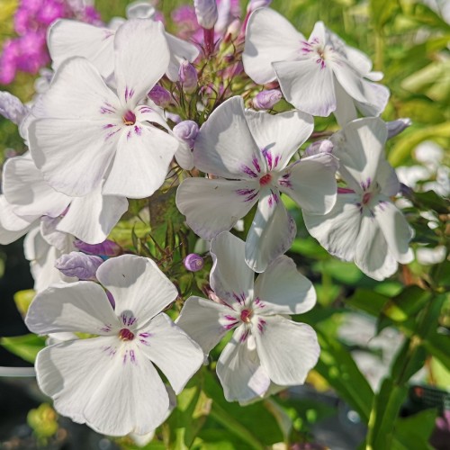 Phlox paniculata Flame Light Blue / Høstfloks