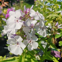 Phlox paniculata Flame Light Blue / Høstfloks