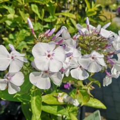 Phlox paniculata Flame Light Blue / Høstfloks