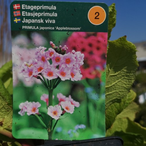 Primula japonica Appleblossom / Etageprimula