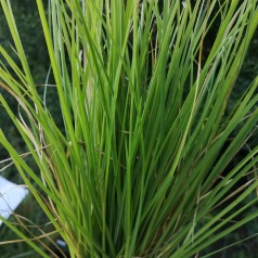 Sesleria autumnalis - Blåaks