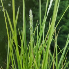 Sesleria autumnalis - Blåaks