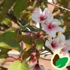 Prunus sargentii / Sakhalinkirsebær 200-250 cm.