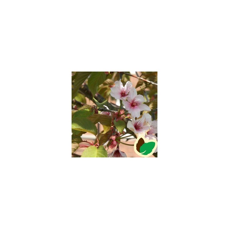 Prunus sargentii / Sakhalinkirsebær 200-250 cm.