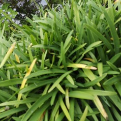 Agapanthus hybrid Double Diamond / Skærmlilje