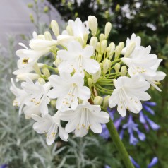 Agapanthus hybrid Duivenbrugge White