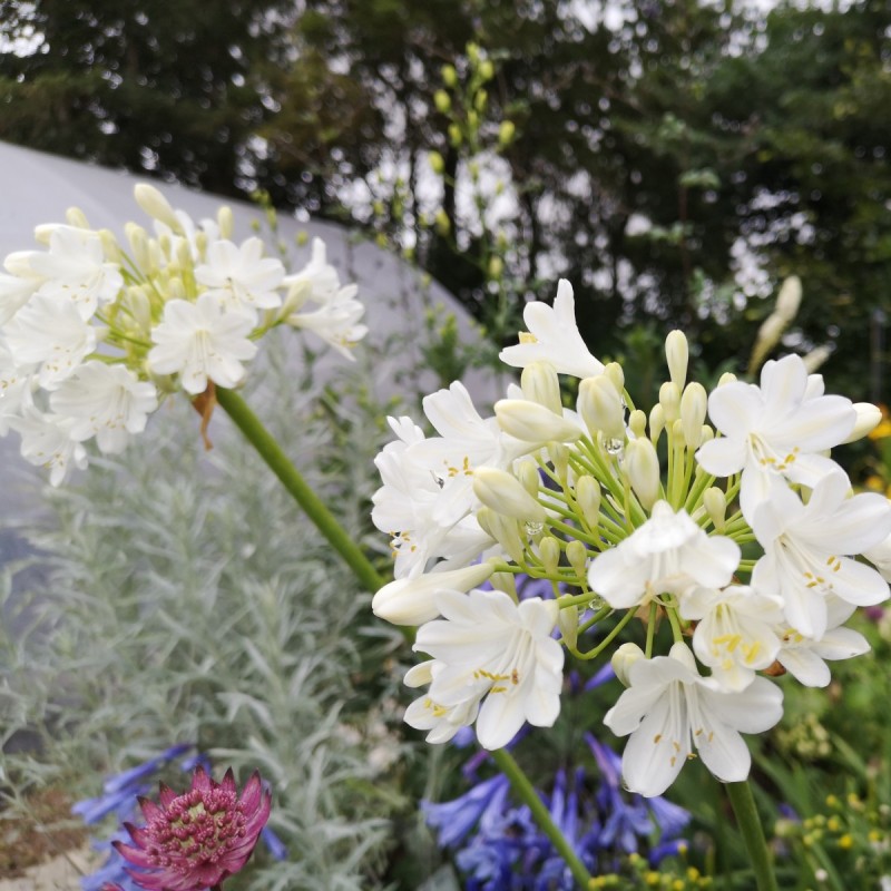 Agapanthus hybrid Duivenbrugge White