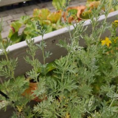 Malurt / Artemisia absinthium