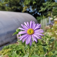 Aster frikartii Wunder von Stäfa / Asters