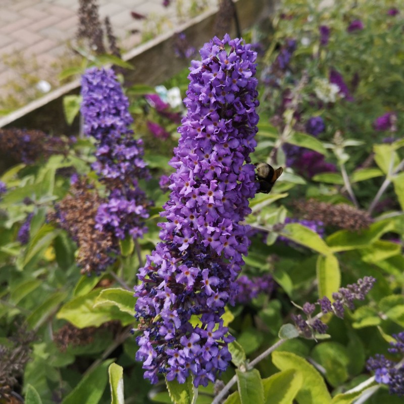 Buddleja davidii Free Petite Blue Heaven