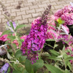 Buddleja davidii Free Petite Dark Pink