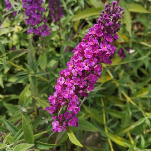 Buddleja davidii Free Petite Dark Pink