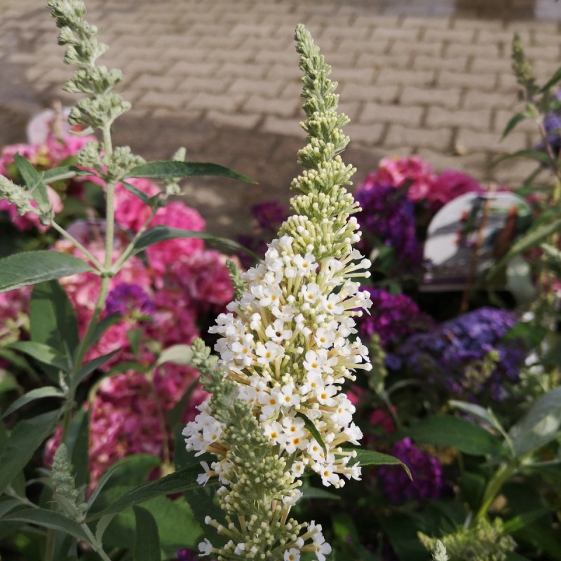 Buddleja davidii Free Petite Snow White