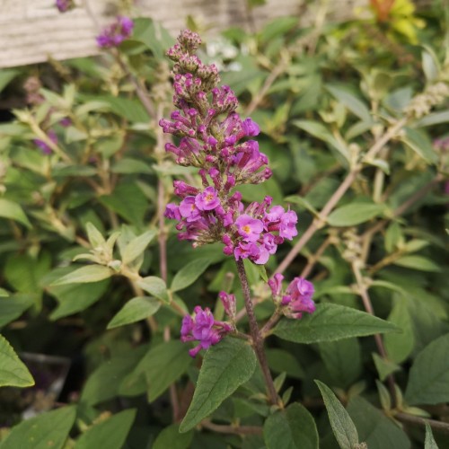 Buddleja davidii Lo & Behold Blue Chip - Dværg Sommerfuglebusk