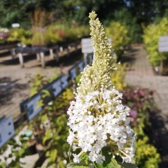 Buddleja davidii White Profusion / Sommerfuglebusk