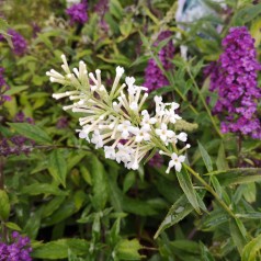 Buddleja davidii Free Petite Snow White