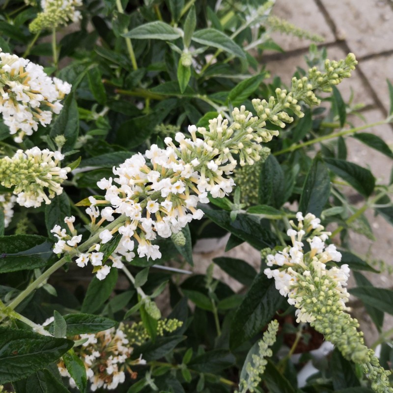 Dværg Sommerfuglebusk White Chip 20-40 cm. - Buddleja davidii Lo & Behold White Chip