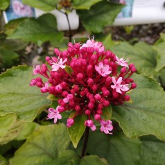 Clerodendrum bungei / Skæbnetræ