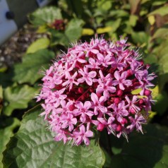 Clerodendrum bungei / Skæbnetræ