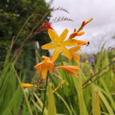 Crocosmia hybrid Georg Davidson / Montbretia