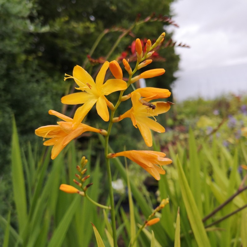 Montbretia George Davidson - Crocosmia hybrid George Davidson